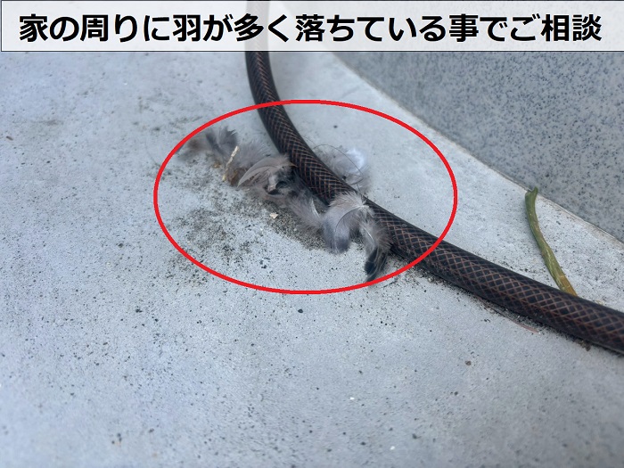 家の周りに羽が多く落ちている