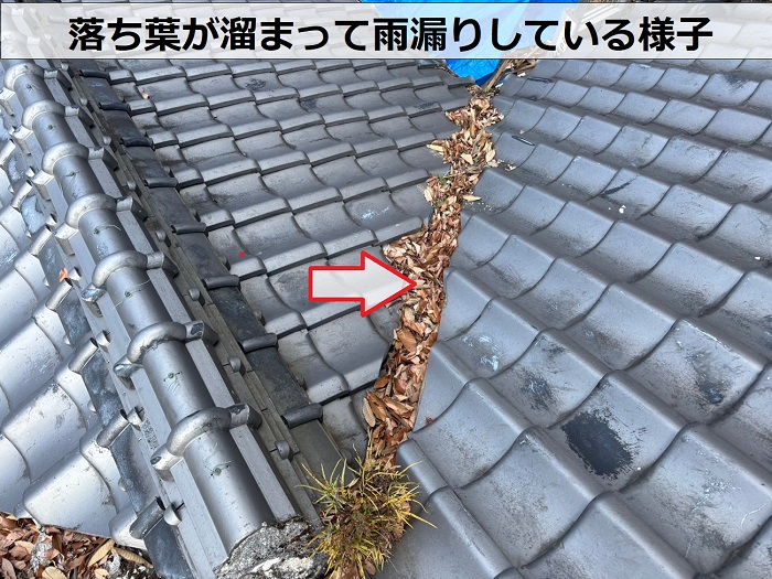 大量の落ち葉