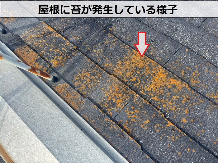 屋根に苔が発生してる様子