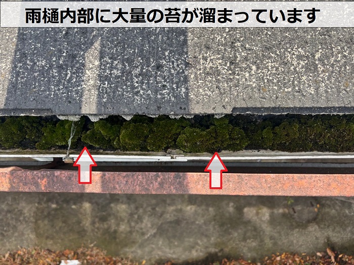 雨樋内部に苔溜まり