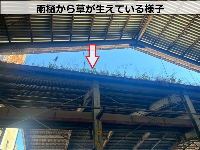 雨樋から草が生えている様子