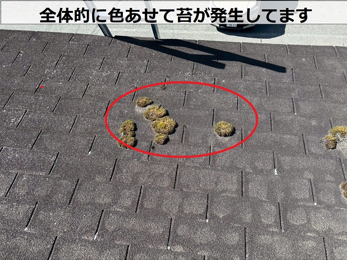 アスファルトシングルに発生する苔
