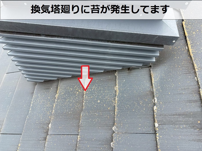スレート屋根に発生する苔