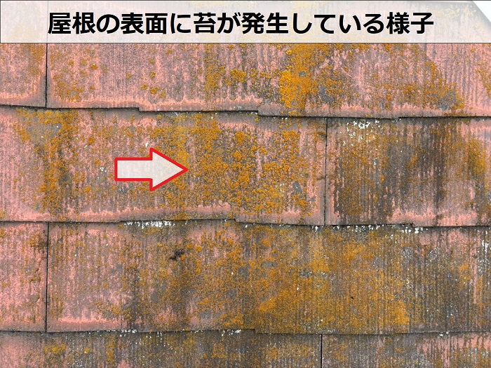 屋根の表面に発生する苔の様子