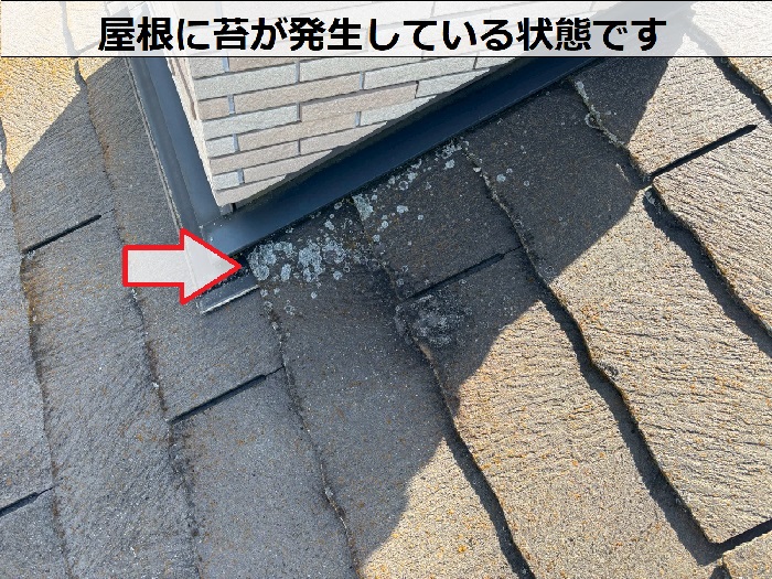 屋根に発生する苔