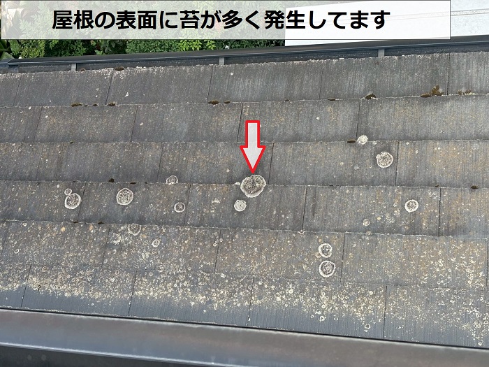 スレート屋根に発生する苔