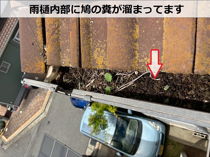 雨樋に溜まった鳩の糞