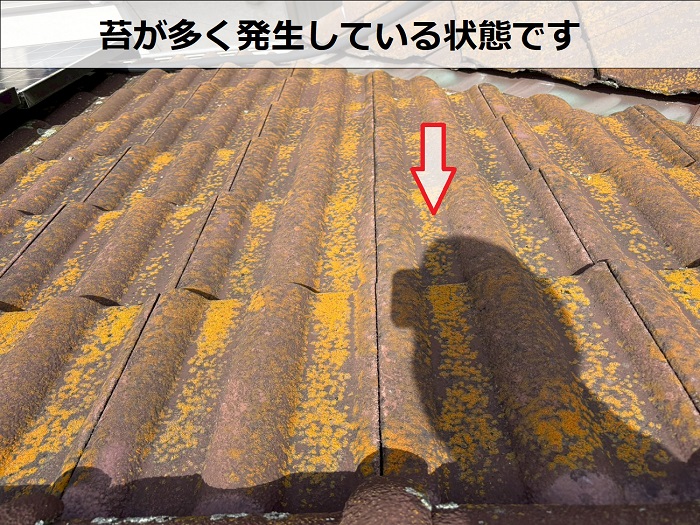 セメント瓦に発生する苔