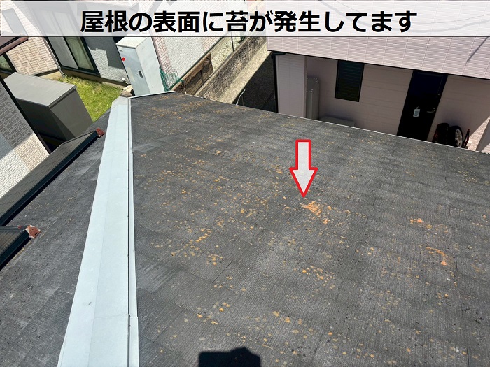 屋根に発生する苔