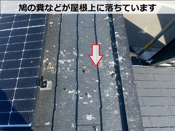 屋根上に落ちた鳩の糞