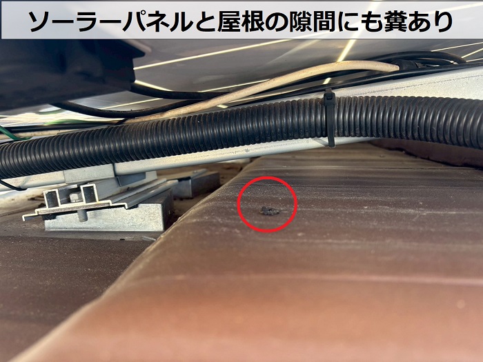 鳥の糞