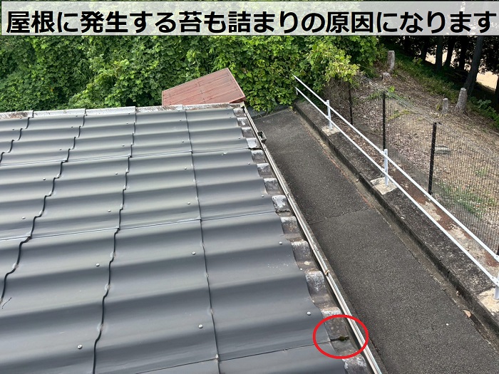 屋根に発生する苔