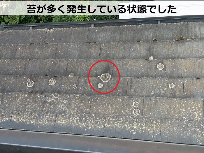 屋根に発生する苔