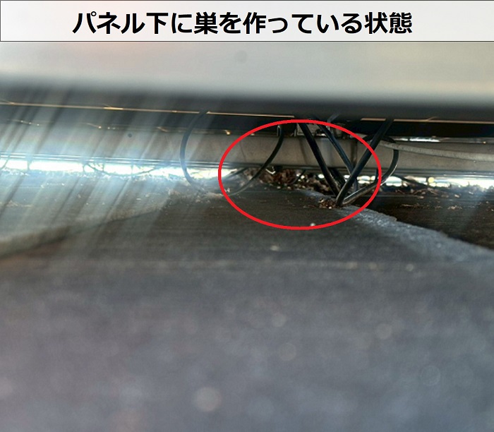 パネル下に作られた鳩ノ巣