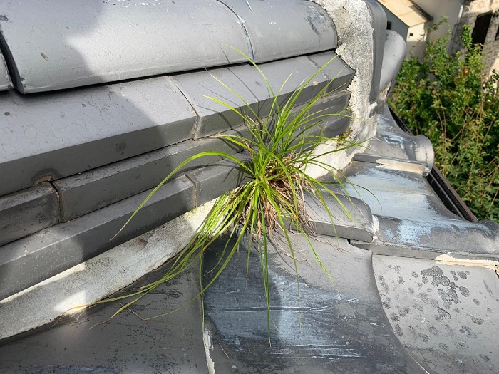三田市で瓦屋根の調査！瓦屋根から草が生えていると雨漏りしている？