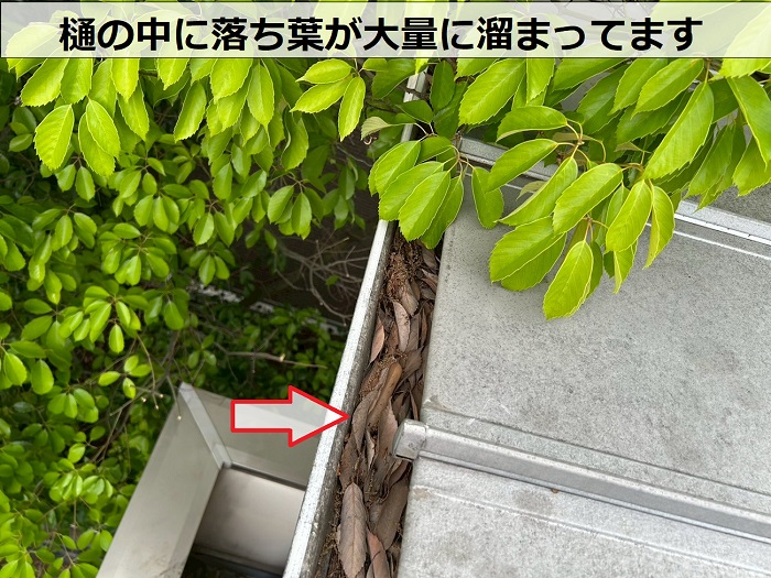 雨樋の中に落ち葉が大量に溜まっている様子