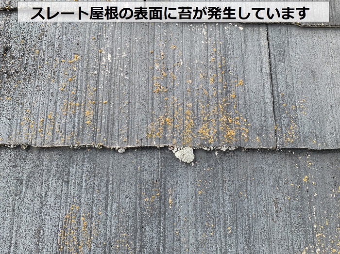 スレート屋根の表面にl苔が多く発生している様子
