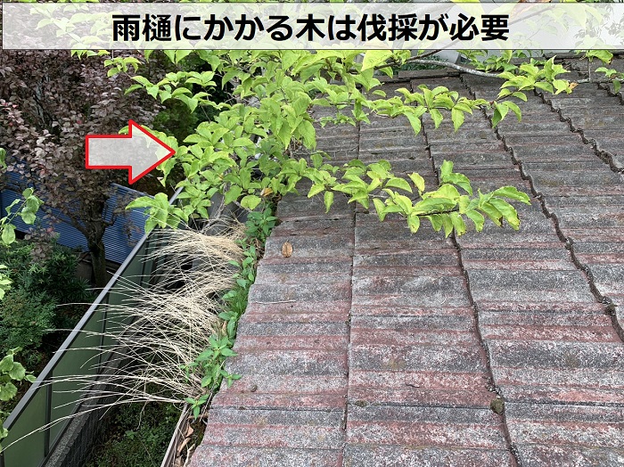 神戸市北区で雨樋からの水漏れ相談を頂いた現場では木の伐採も必要