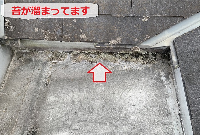 塩ビシート上の苔