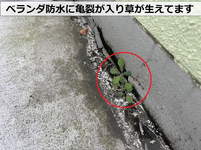 宝塚市でのベランダ防水雨漏り調査で草が生えているのを確認