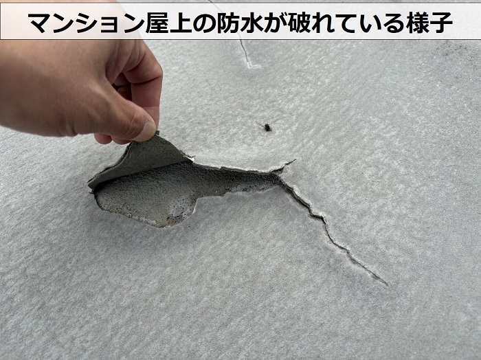 神戸市長田区でのマンションの屋上の防水が破れている様子