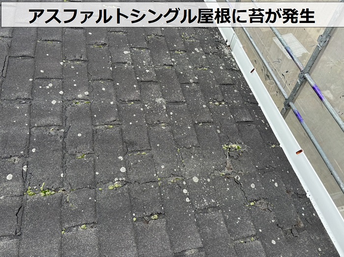 尼崎市で無料点検を行っているアスファルトシングル屋根に苔が発生している様子