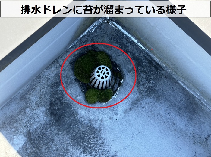 ２階建てハイツの屋根の排水ドレンに苔が溜まっているのを専門業者が発見