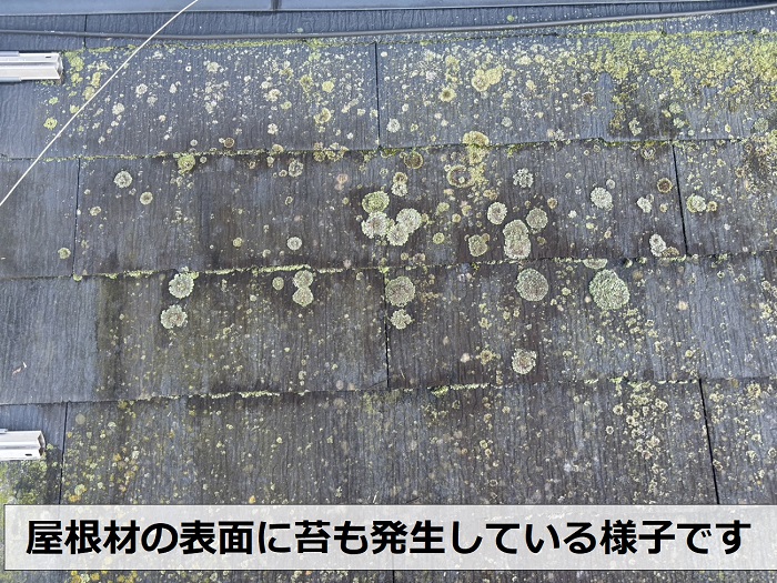 ノンアスベスト屋根材の表面に苔が発生している様子