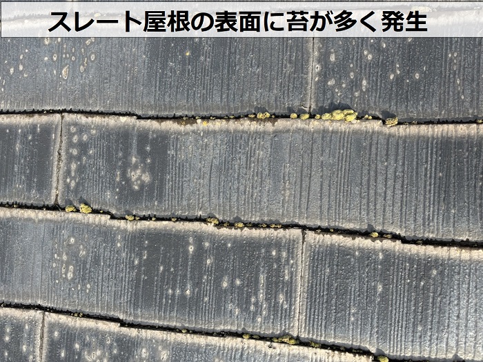 宝塚市で無料調査を行っているスレート屋根の表面に苔が多く発生している様子