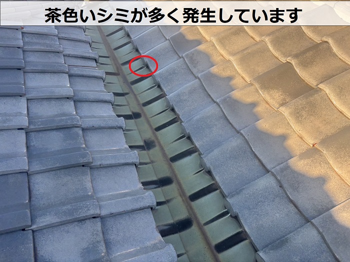 茶色いシミが多く発生している様子