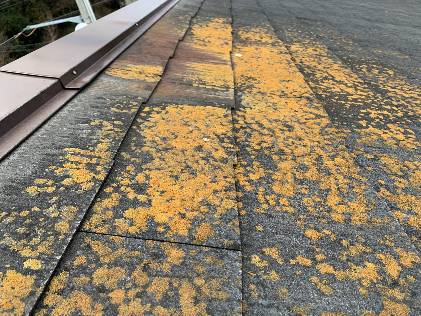 明石市で台風前に屋根調査を行ったスレート屋根に苔が繁殖している様子
