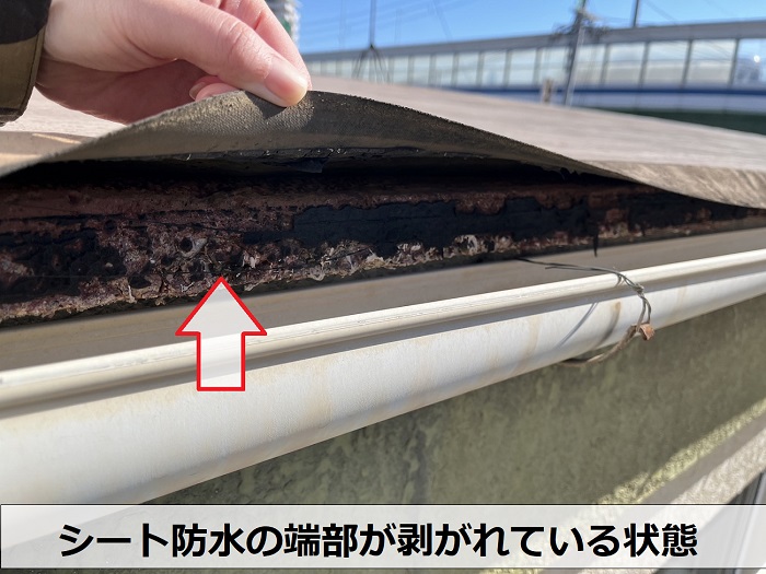 シート防水の端部が剥がれている様子
