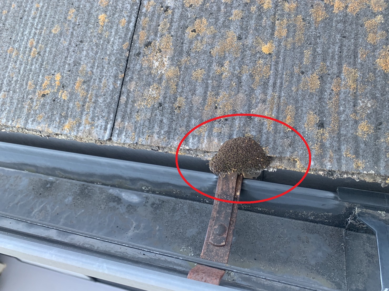 スレート屋根点検で発見した苔