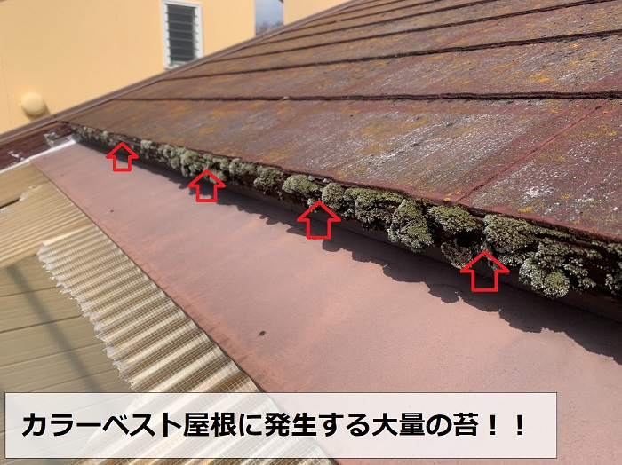 カラーベスト屋根に発生する大量の苔