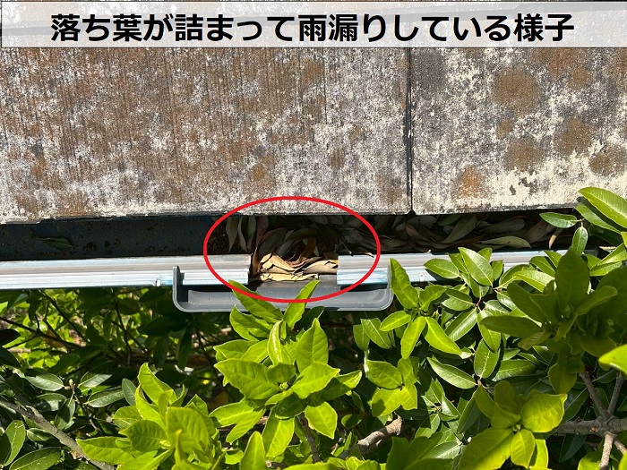 雨樋に溜まる落ち葉