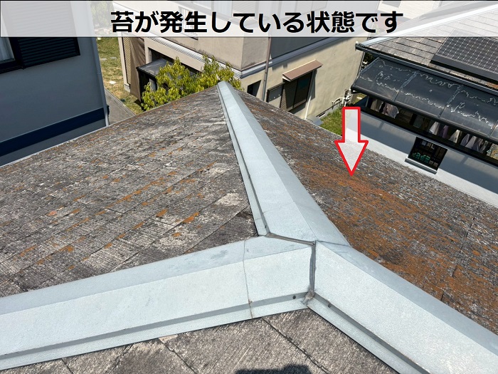 苔が発生している様子
