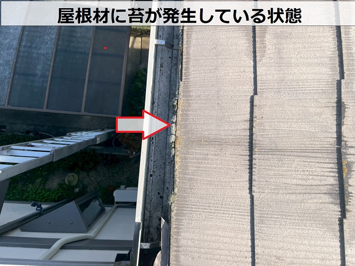 屋根材に発生する苔
