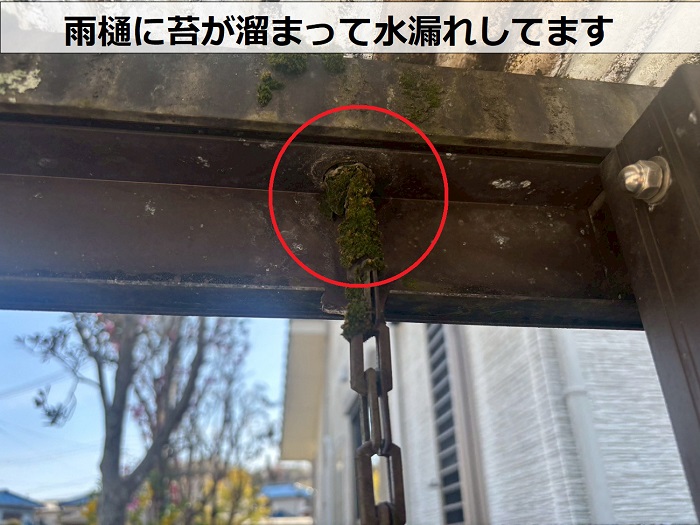 雨樋に苔が溜まっている様子