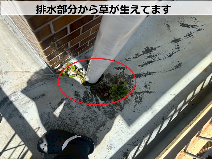 排水部分から草が生えてます