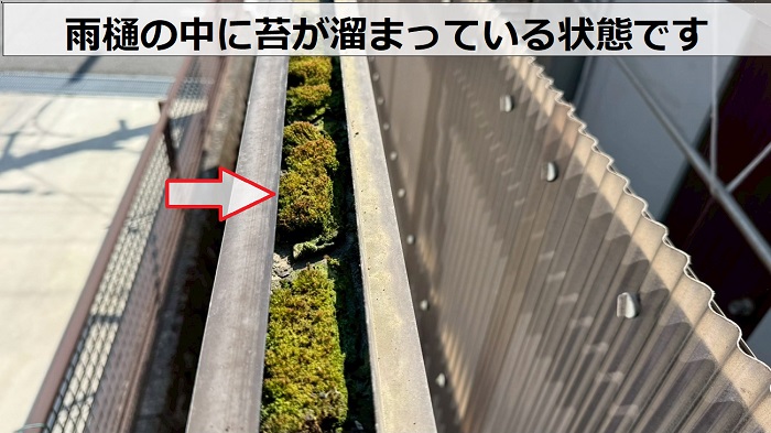 雨樋の中に溜まる苔