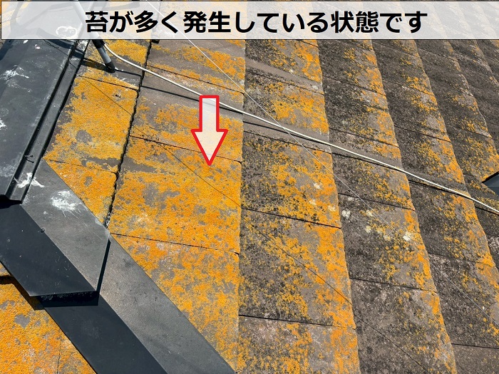 苔が多く発生しているセメント瓦